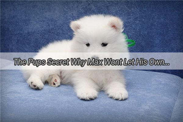 The Pups Secret Why Max Wont Let His Owner Look at the Prized Toy